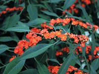 euphorbia oranje